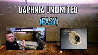 How I Raise Daphnia Water Fleas And You Can Too [upl. by Nevla]