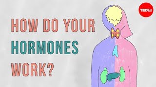 How do your hormones work  Emma Bryce [upl. by Trevlac]