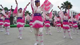 Yosakoi Dance Festival Yokaze ソーラン よさこい  Japanese Traditional Dance [upl. by Nahtanoy91]