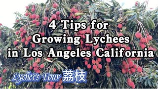 4 Tips for Growing Lychees in Los Angeles California America Lychee garden Litchi Lychee tour [upl. by Ellerey]