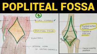 Popliteal Fossa Anatomy  Lower Limb [upl. by Harris]