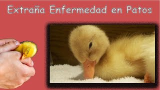 SOLUCION A RARA ENFERMEDAD DE PATOS [upl. by Nwhas]