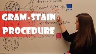 Gram Stain Procedure [upl. by Gothart791]