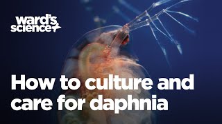 Caring and Culturing for Daphnia [upl. by Nonnac]