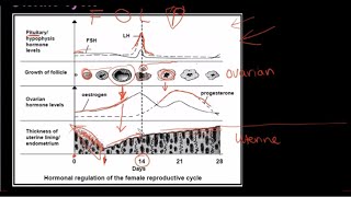 Grade 12 Life Sciences Human Reproduction Part 3 [upl. by Ziana257]