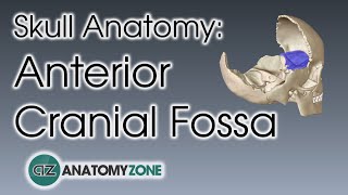 Anterior Cranial Fossa  Skull Anatomy [upl. by Pasahow]