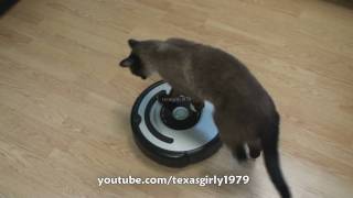 Cat shows HOW TO use iRobot Roomba Vacuum [upl. by Tuttle]