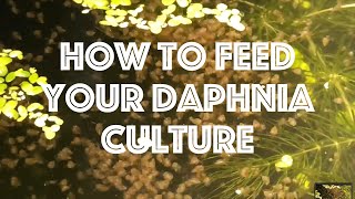 How To Feed Your Daphnia Culture [upl. by Mcgee]