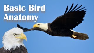 Basic Bird Anatomy [upl. by Leirbaj]