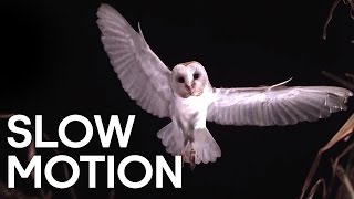 Birds in Slow Motion  BBC Earth Explore [upl. by Lorrayne]