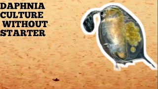 HOW TO CULTURE DAPHNIA NATURALLY WITHOUT A STARTER [upl. by Thirzia]