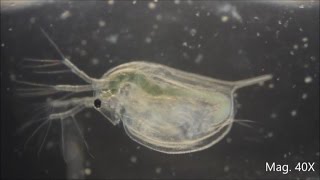 Daphnia magna under the Microscope [upl. by Sion]