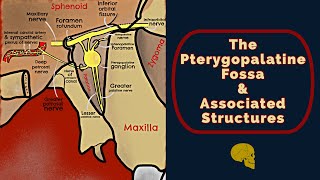 The Pterygopalatine Fossa [upl. by Safier]