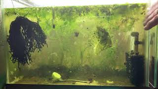 Scuds Daphnia Cherry Shrimp Copepods My aquatic food culture [upl. by Stoat]