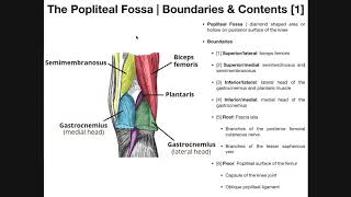 The Popliteal Fossa EXPLAINED  Boundaries amp Contents [upl. by Linis]