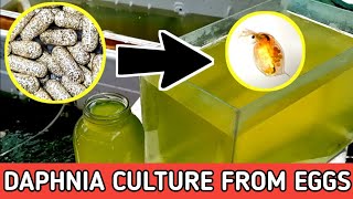 HOW TO HATCH DAPHNIA EGGS  HOW TO CULTURE DAPHNIA [upl. by Adekahs751]