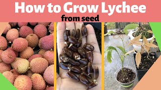 How to Grow Lychee from Seed [upl. by Emor356]