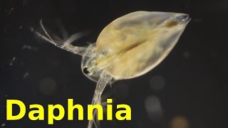 Daphnia [upl. by Allesiram945]