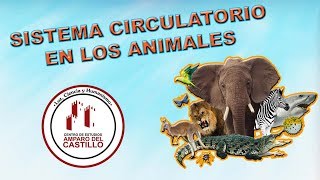 Sistema Circulatorio en los Animales [upl. by Skelton]