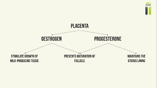 IGCSE Biology Revision  Part 5  Hormones During Pregnancy [upl. by Rosaleen]