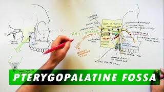 Pterygopalatine Fossa  Boundaries Communications amp Contents [upl. by Atirec]