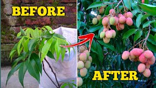 How To Grow Lychee Plant At Home In Pot IN HINDI Lychee Plant Growing At Home With Care Tips [upl. by Bell245]