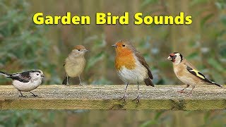 Garden Bird Sounds Spectacular  8 HOURS ✅ [upl. by Colvin]