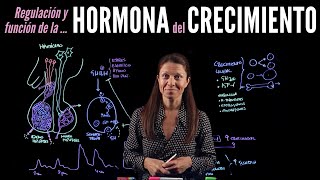 Fisiología endocrina II Hormonas del crecimiento [upl. by Llehcim]