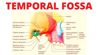 Temporal Fossa [upl. by Ocinom454]