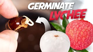 How To Grow Lychee Plant from Seed  Germinate Lychee Seed Successfully Every Time [upl. by Gaudet]