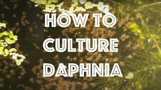 How To Culture Daphnia Magna [upl. by Nohsav972]