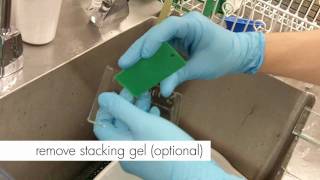 How to Perform a Simple Stain  MCCC Microbiology [upl. by Nonnah]