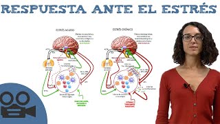 Fisiología del ESTRÉS  Respuesta física [upl. by Akkire]