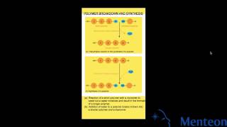 Synthesis and Breakdown of Polymers [upl. by Goldfarb]