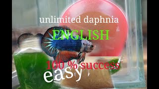 daphnia moina culture Easy way Unlimited production English  with sub Green water Chlorella [upl. by Nitnelav22]