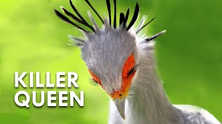 Secretary Birds Killer Queens [upl. by Eelymmij]