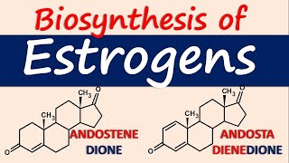 Estrogens  Biosynthesis and chemical synthesis [upl. by Tace]