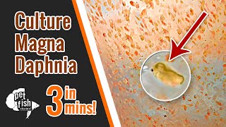 How to culture DAPHNIA MAGNA  The easy way [upl. by Kristien293]