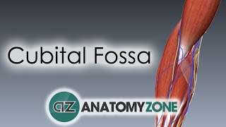 Cubital Fossa  3D Anatomy Tutorial [upl. by Atteuqahc]