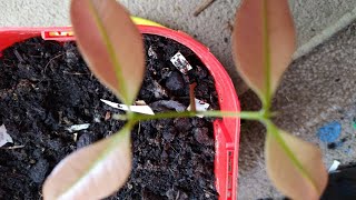 How to grow Lychee tree from seeds  UKExotic Tropical Fruit  UK [upl. by Taddeo943]