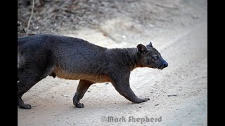 The Mighty Fossa Cryptoprocta ferox [upl. by Zela]