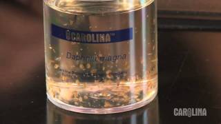 How to Care for Daphnia [upl. by Solahcin]