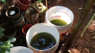 How to grow Green Water Algae [upl. by Urbanus572]