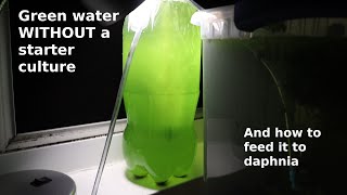 Green Water WITHOUT a Starter Culture  From Scratch  How To [upl. by Aierb798]