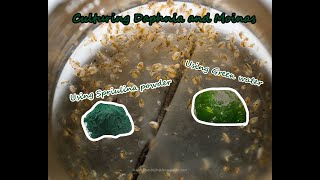 How To Culture Daphnia and Moinas using Green Water Spirulina powder [upl. by Linell221]