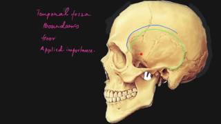 Temporal fossa explained [upl. by Tiffani575]