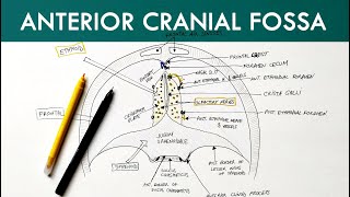 Anterior Cranial Fossa  Anatomy Tutorial [upl. by Linkoski]