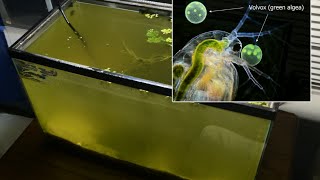 Raising Daphnia for the Freshwater Aquarium [upl. by Sinnel]