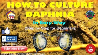 HOW TO CULTURE DAPHNIA In Easy Way [upl. by Hsejar]