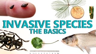 Invasive Species The Basics [upl. by Massimiliano]